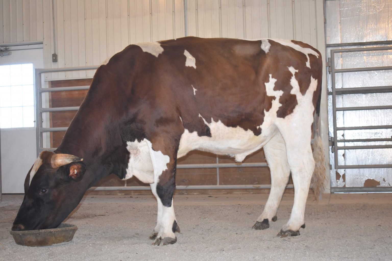 Ayrshire Lineup TripleHil Sires