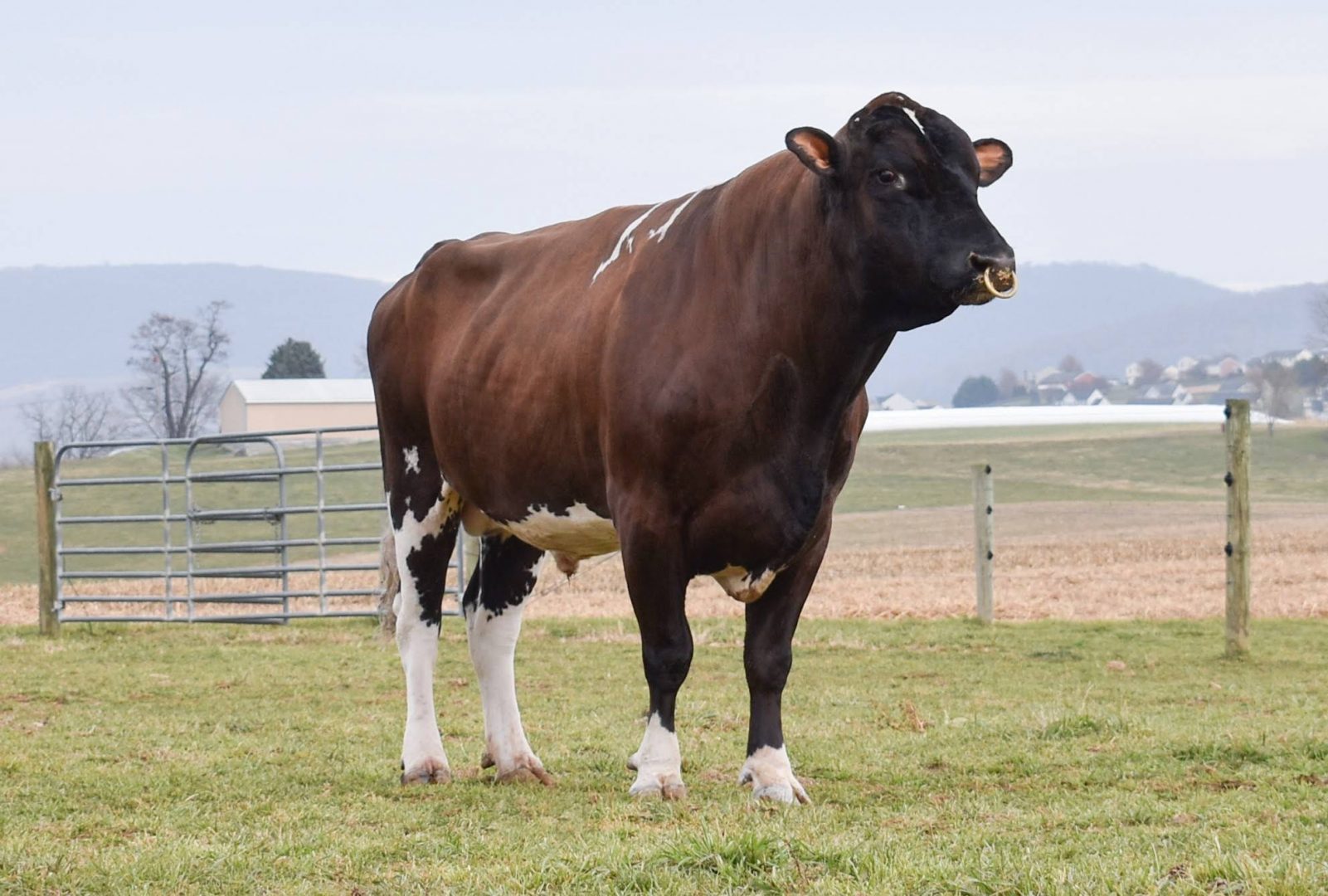 Ayrshire Lineup TripleHil Sires