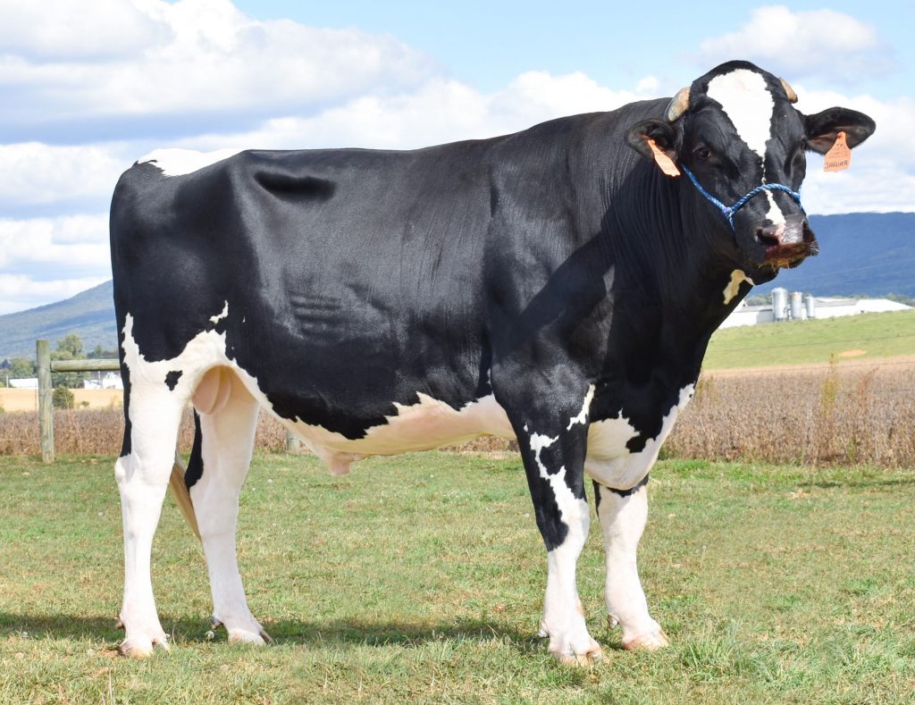 Triple-Hil Sires Holstein Sire Lineup – Triple-Hil Sires