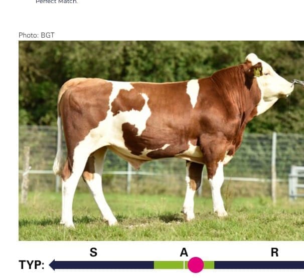 HEUWIESE bull