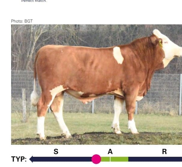 HOLZAPFEL bull