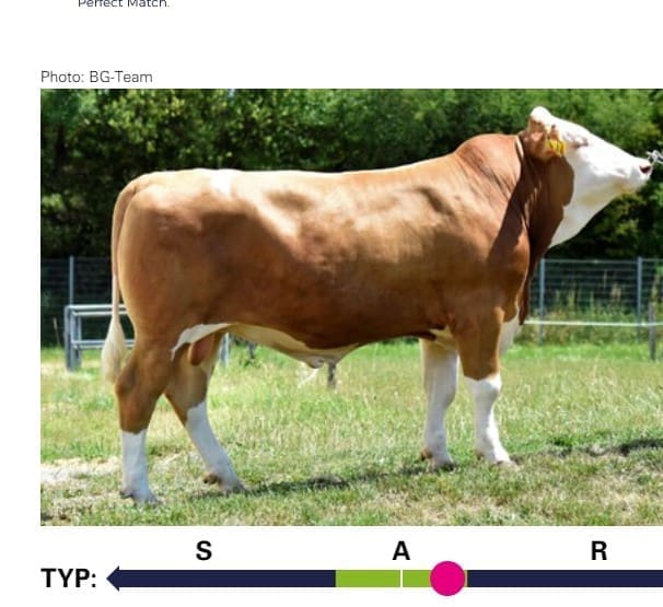 IMMO bull