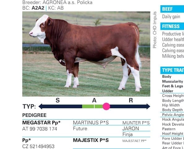MAJESTAR Pp* bull