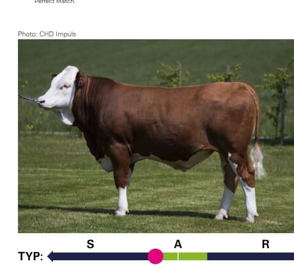 MONOSI bull